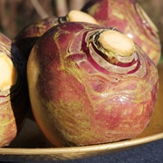 Steckrüben Steckrüben